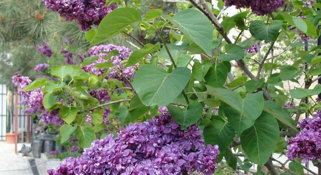 Гостевой дом Вилла ОРС Севастополь-55